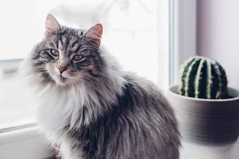 Cat and cactus