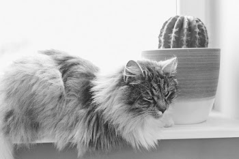 Cat and cactus 2