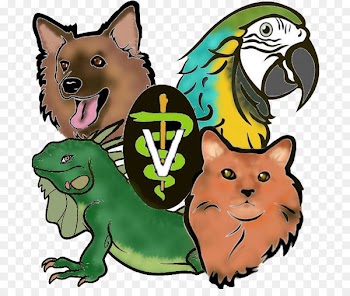 Cat Animal Medical Hospital of Centereach Dog Centereach Animal Hospital Veterinarian - cat 