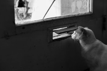 Cat at Door Free Photo 