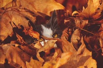 Cat Behind Leaves