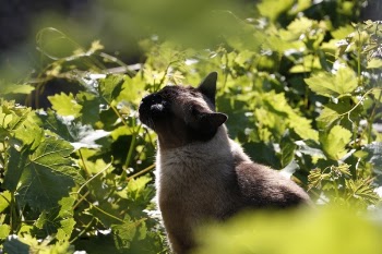 Cat Beside Green Leafed Plants