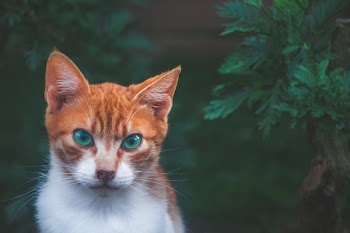 Cat Beside Green Plant
