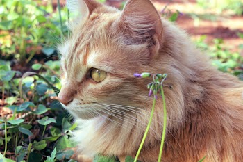 Cat Beside Purple Flower Bud
