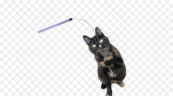 Cat, Black Cat, Kitten, Small To Mediumsized Cats PNG