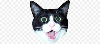Cat Cartoon png download - 400*400 - Free Transparent Cat png ...