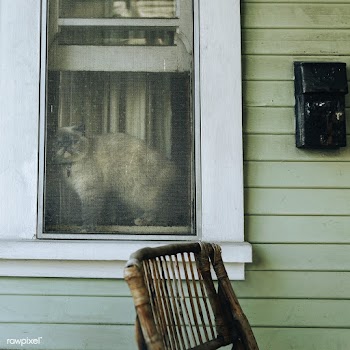 Cat chilling on a window sill during the coronavirus lockdown | Free  photo - 2329854
