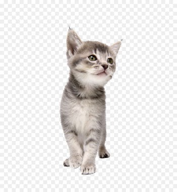 Cat CorelDRAW Dog Kitten Pet - A kitten image 
