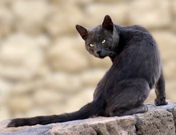 cat_d.jpg