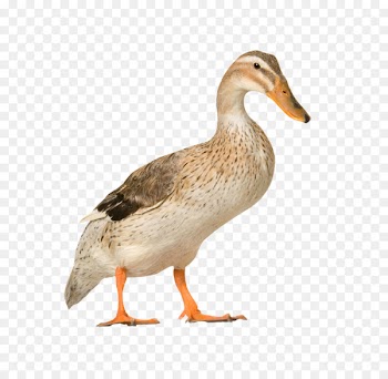 Cat Dog Horse Pet sitting Animal - Duck farm 