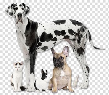 Cat Dog Pet Animal rescue group, Cat transparent background PNG clipart