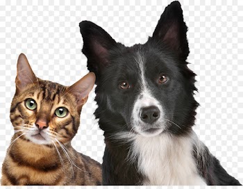 Cat, Dog, Pet, Mammal, Vertebrate PNG