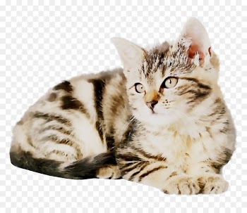 Cat Dog Pet Veterinarian Veterinary medicine -  
