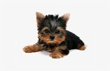 Cat Dog Png - Cute Dog With Transparent Background PNG Image ...