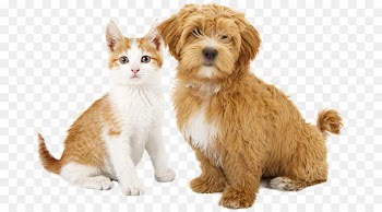 Cat Dog Puppy Kitten Pet sitting - Cat 