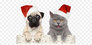Cat Dog Santa Claus Christmas Pet - Christmas,Halloween,Christmas hats 