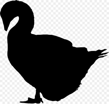 Cat Duck Illustration Image Photograph -  