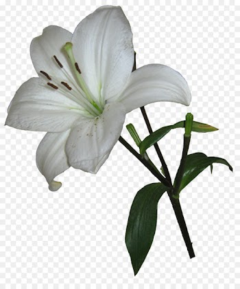 Cat Easter lily Houseplant Dog Pet - Lily PNG Photos 