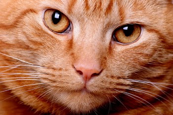 cat_face.jpg