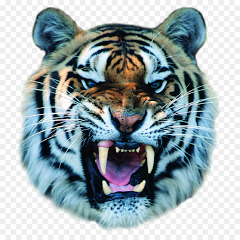 Cat Felidae Bengal tiger Growling White tiger - tiger png download ...