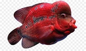 Cat Fish Flowerhorn cichlid Arhat - Deep sea red rosé fish 