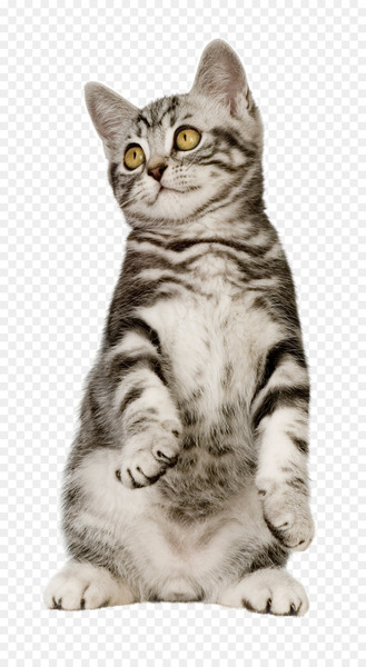 Cat Food Kitten Pet Dog Food - cats 