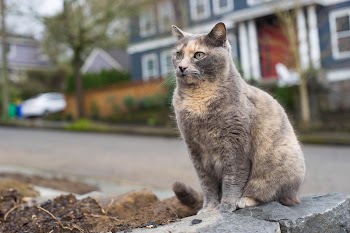 Cat | Free Photo - rawpixel