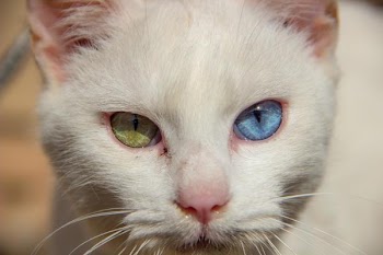 Cat_Green&Blue.jpg