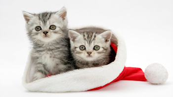 Cat HD PNG Transparent Cat HD.PNG Images. | PlusPNG