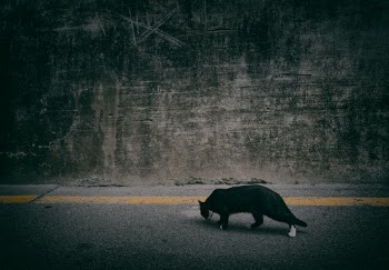 Cat in Catalonia