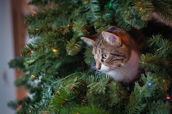 Cat in Christmas Tree