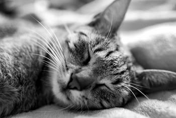 Cat in Close Up