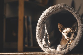 Cat in Pet Cave