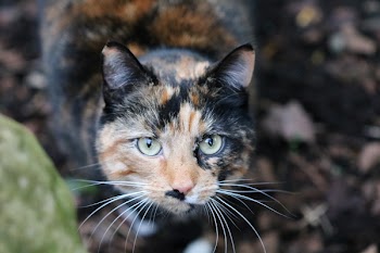 Cat in Selective Focus Photography during Daytime