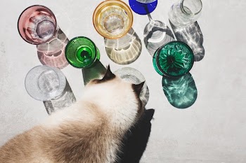 Cat Investigates Glassware In Light