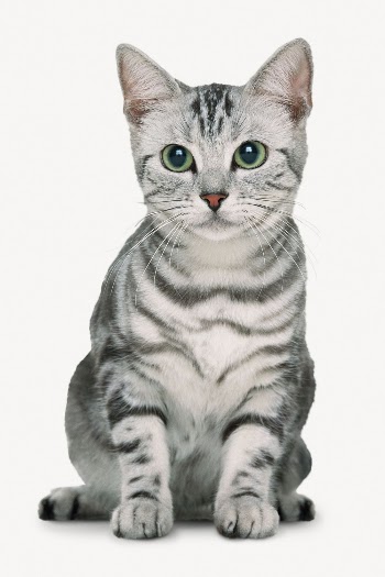 Cat isolated on white, American | Free PSD - rawpixel