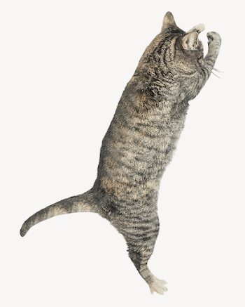Cat jumping collage element, animal | Free PSD - rawpixel