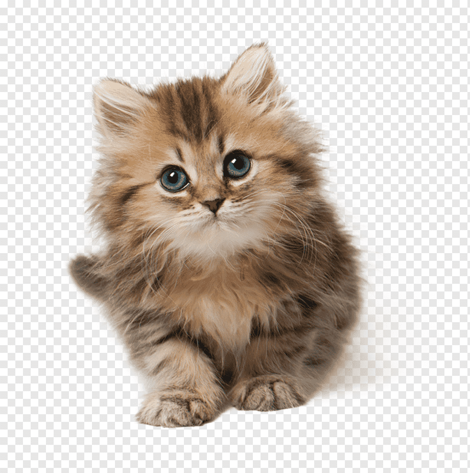 Cat Kitten Cuteness, Cat, brown tabby kitten, household, animals, cat Like Mammal png