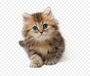 Cat Kitten Cuteness Clip art - Cat Png 9 