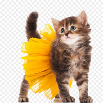 Cat Kitten Dog Halloween costume - Cute kitten animal HQ Pictures 