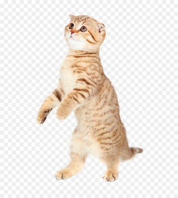 Cat Kitten Dog Puppy Mouse - Standing cat 