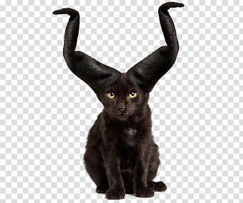 Cat Kitten Hat Animal shelter Animal rescue group, With horns cat transparent background PNG clipart