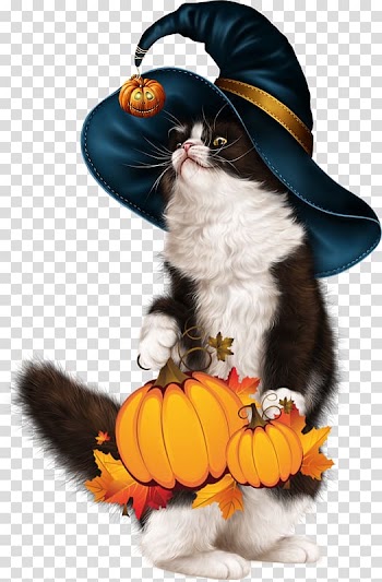 Cat Kitten Whiskers Drawing , Cat transparent background PNG clipart