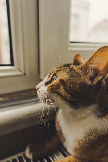 Cat Looking Out The Window