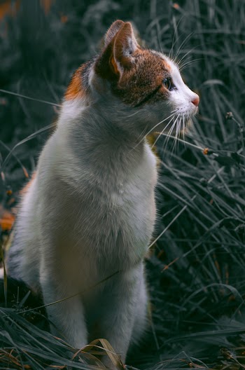 Cat Looking Towards Right