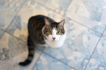 Cat looking up from the kitchen | Free Photo - rawpixel