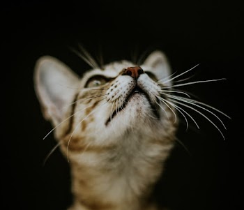 Cat Looking Upward