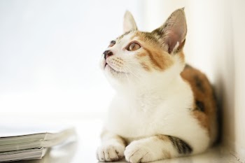 Cat Lying Beside Book