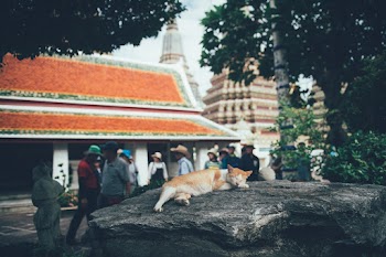 Cat Lying Down on Rock