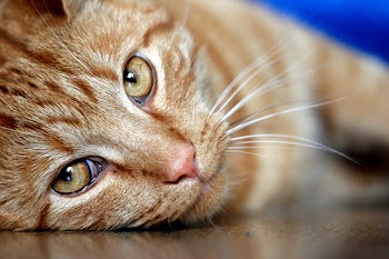 cat_lying.jpg